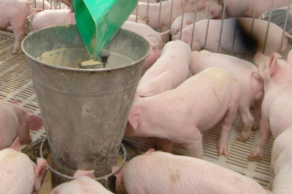 泔水喂猪有什么危害，全国多省严查