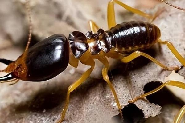 黄翅大白蚁的消灭方法，进了家里一般采用物理消灭法