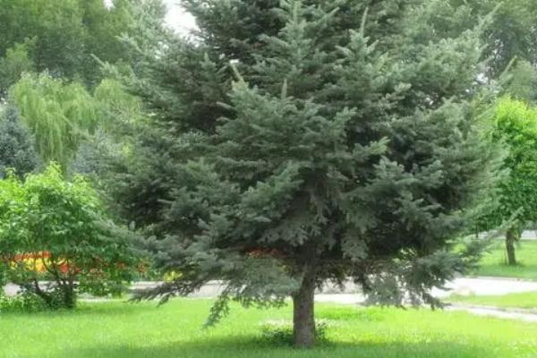 雪松主产地，在我国已广泛栽培作为庭园树