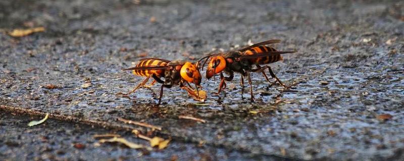 地雷蜂是什么品种，属于大型胡蜂的俗称