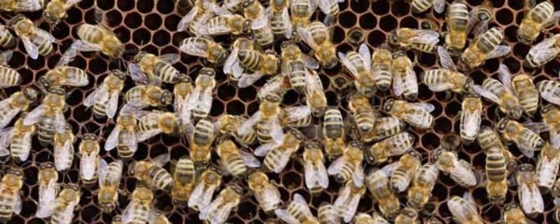 意蜂怎样春繁，是全年养蜂生产的关键环节