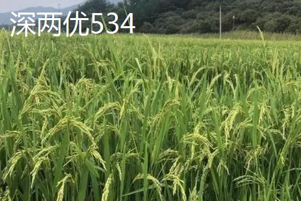 杂交水稻有哪些好品种，平均亩产量可超过500公斤