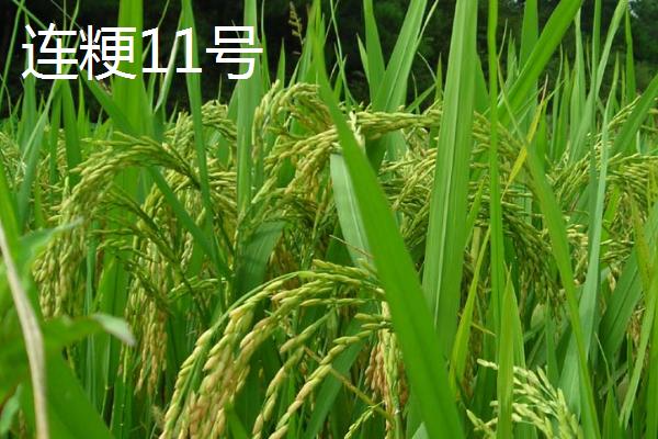 杂交水稻有哪些好品种，平均亩产量可超过500公斤