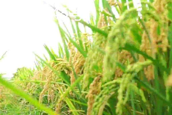 杂交水稻有哪些好品种，平均亩产量可超过500公斤
