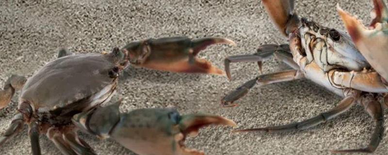 锯缘青蟹生活在淡水还是海水中，常穴居在近岸浅海处