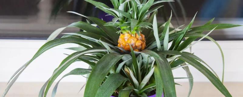 菠萝头能结果吗，注意种植方法