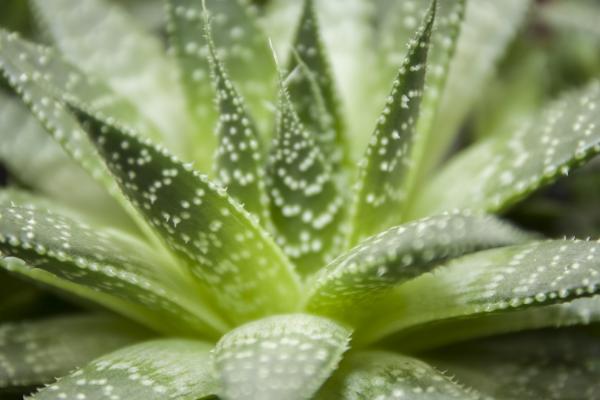 多叶芦荟的形态特征，植株为单生莲座丛