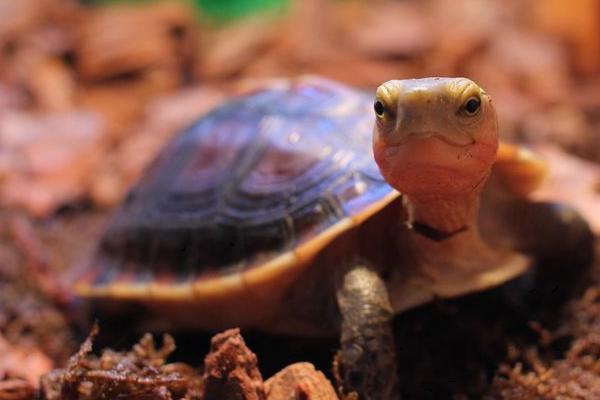 黄缘闭壳龟容易养吗，属于偏陆地的半水栖龟