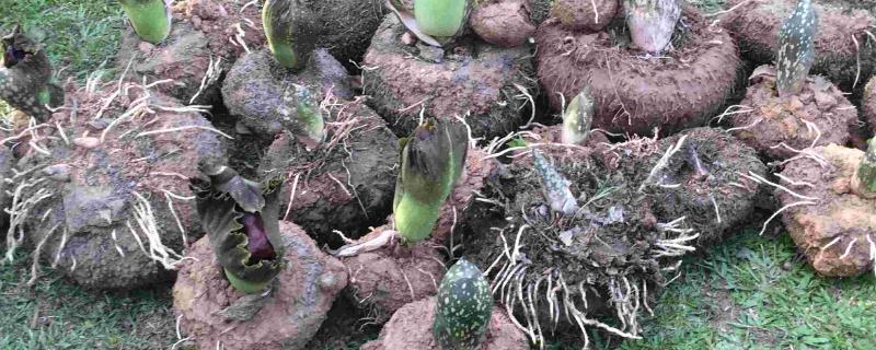 魔芋的价格和种植前景，种植后一般可获得高产