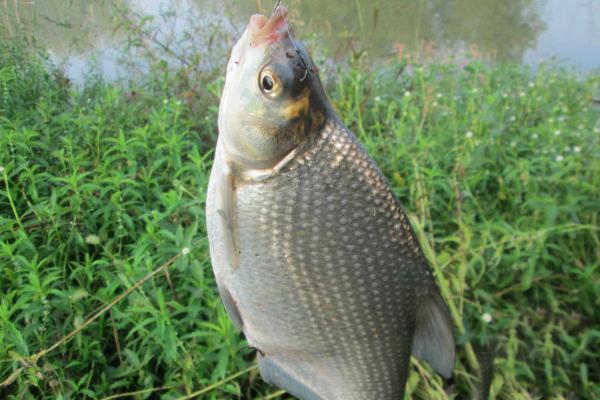 什么天气适合钓鳊鱼，摄食有很强的季节性