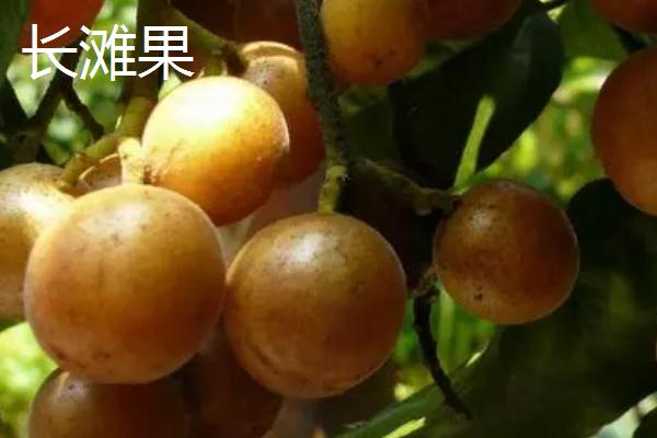 常见的罗汉果品种介绍，拉江果最为常见