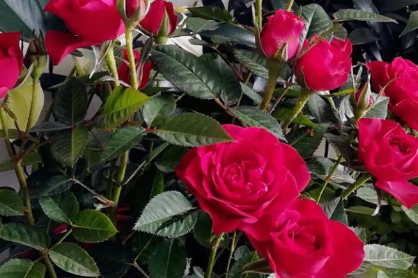 19朵玫瑰花的寓意，是世界著名的爱情之花