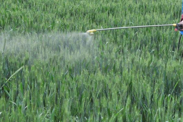 一亩小麦地用多少磷酸二氢钾，多用于根外追肥