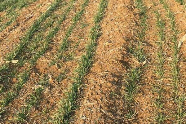 怎么控制小麦入冬前旺长，以预防为主