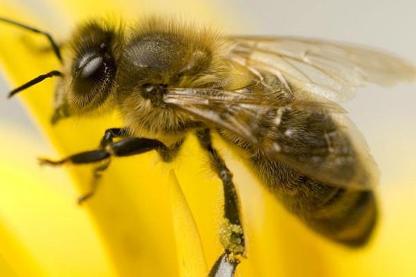 大蜜蜂是什么，体型较大且性情凶猛