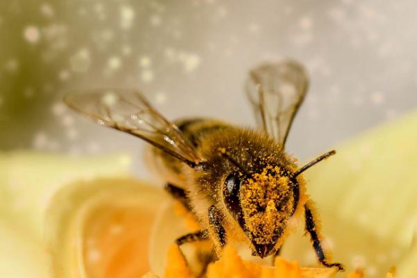 大蜜蜂是什么，体型较大且性情凶猛