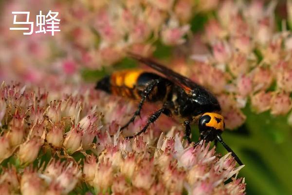 大蜜蜂是什么，体型较大且性情凶猛