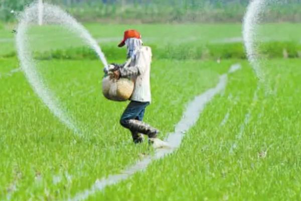 水稻田施肥方法，施足有机肥