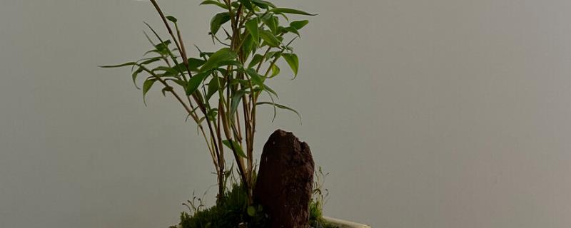 金明竹的种植技术，喜光不可养在阴凉处