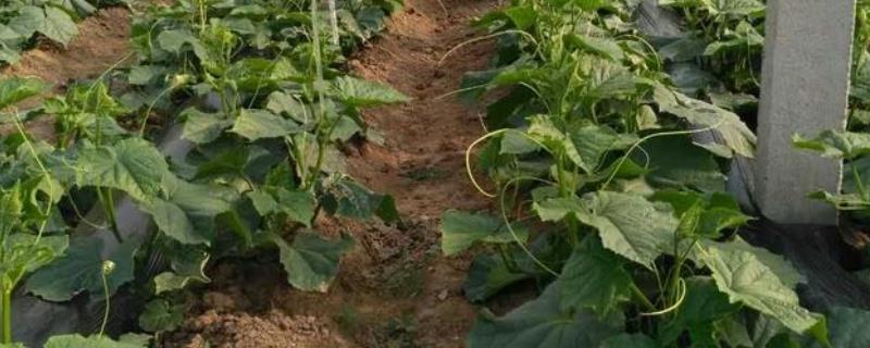 黄瓜生长期水肥管理办法，不同生长阶段对肥水需求不同