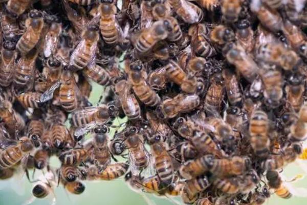 什么时候蜜蜂繁殖速度快，取决于各个方面因素