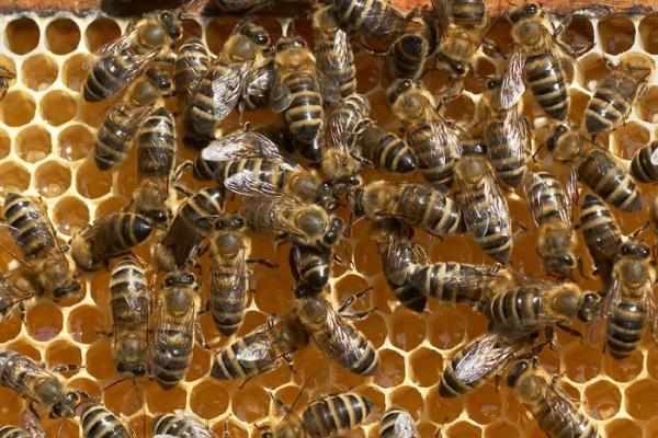 什么时候蜜蜂繁殖速度快，取决于各个方面因素