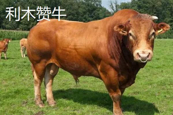 改良肉牛的价格，主要以生产牛肉为主