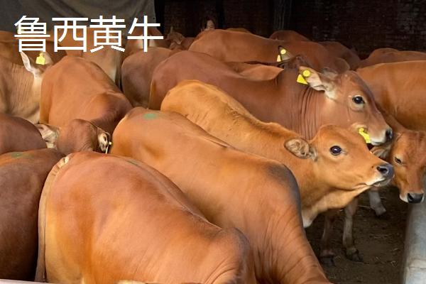 改良肉牛的价格，主要以生产牛肉为主