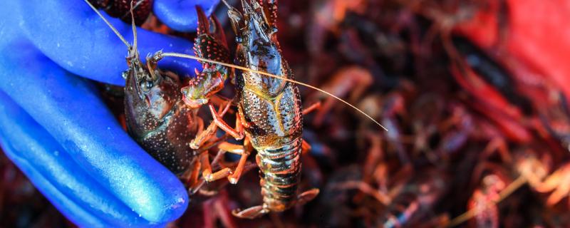 小龙虾有没有寄生虫，肺吸虫和裂头蚴均有可能出现