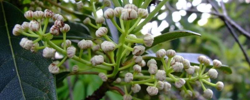 什么是牛耳枫，属于常绿灌木或小乔木
