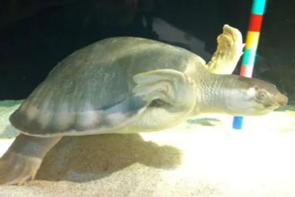 猪鼻龟能干养多长时间，长期干养容易死亡
