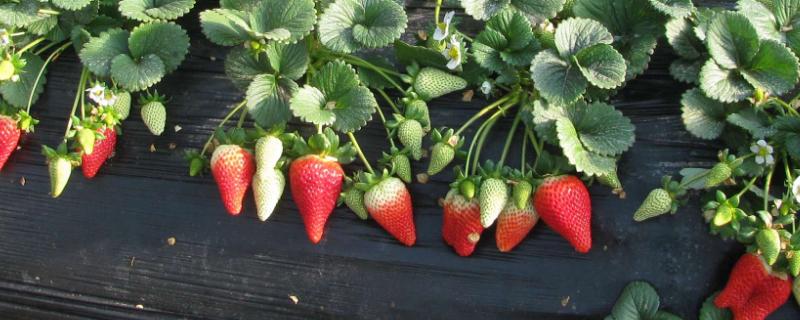 草莓怎么繁殖，生产上常用匍匐茎繁殖法