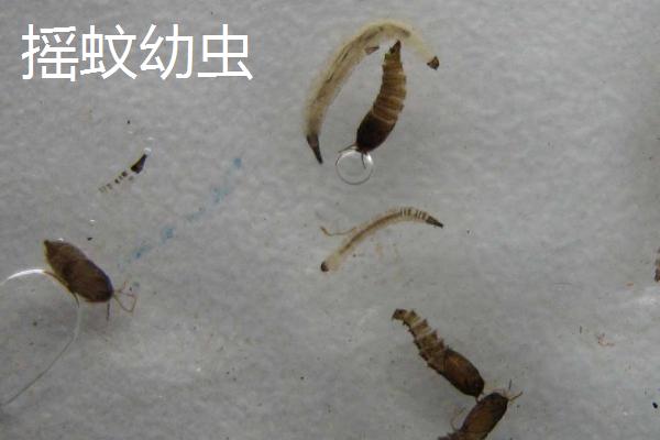 为什么说钓鱼用红虫有毒，切勿以讹传讹