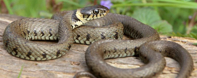 为什么响尾蛇的尾巴可以发出声音，因其尾巴里面具有环状空泡