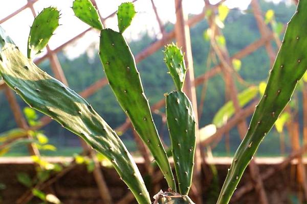 多肉植物养殖方法，景天科和仙人掌科的养殖方法不同