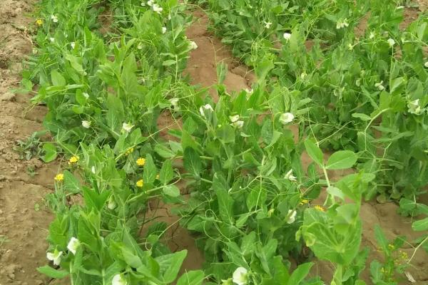 高产豌豆种植技术，透气保肥性好的土壤为佳