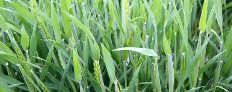 小麦不抽穗的原因，可能是低温冻害导致