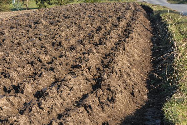 藁本种植适合什么土壤，对土壤的要求不高