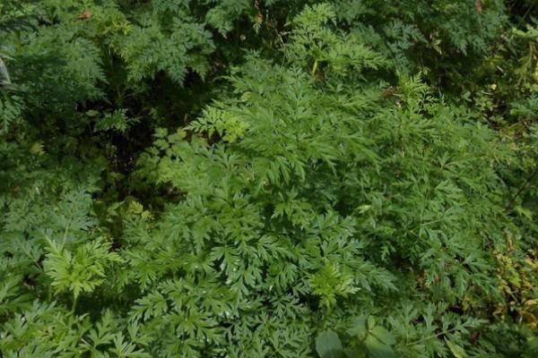 藁本种植适合什么土壤，对土壤的要求不高