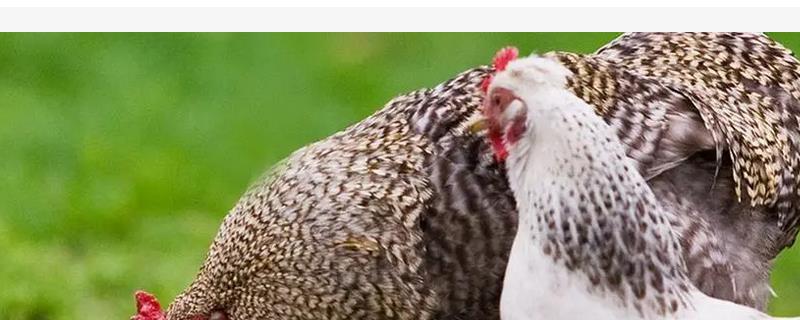 有哪些家禽免疫抑制病，此病毒可降低家禽的抵抗力