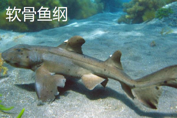 鱼的简介，是最古老的脊椎动物