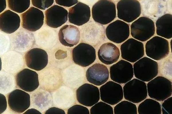 蜜蜂死蛹病介绍，一般由蜜蜂蛹病病毒引起