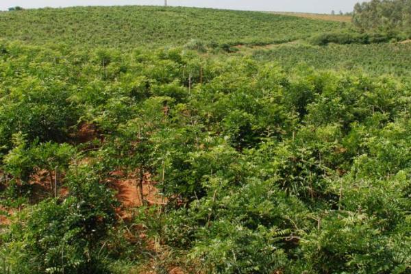 牛大力种子的价格和种植技术，播种后要确保种子水分充足