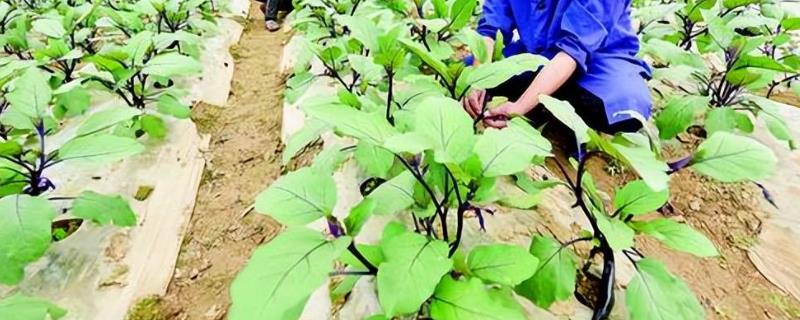 茄子剪叶注意事项，多雨季节应多剪叶