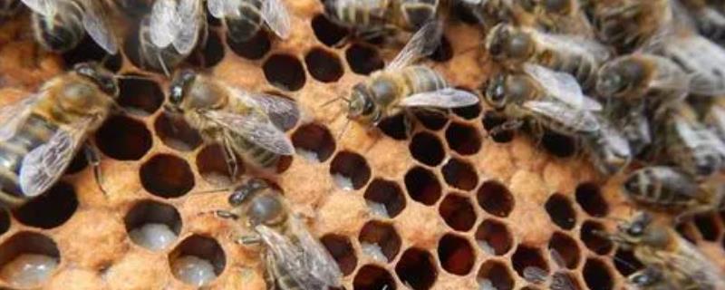 蜜蜂春季治螨时间，一般在蜂王尚未开产之前