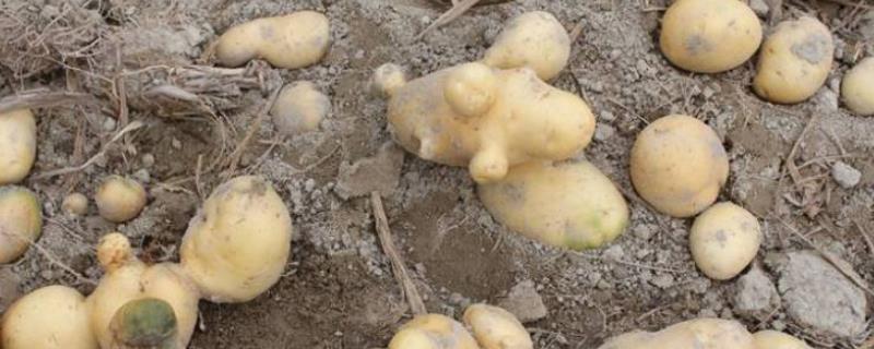 马铃薯块茎为什么会出现畸形，可能是因为块茎出现两次膨大