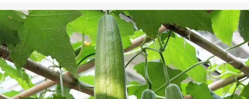 丝瓜种植时间和育苗方式，一般可进行直播种植