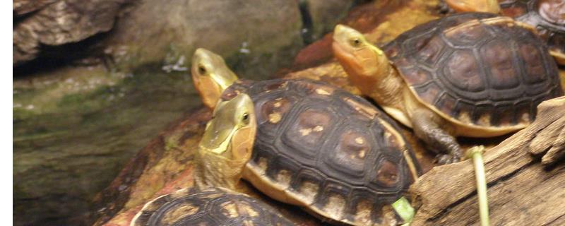 黄缘闭壳龟容易养吗，属于偏陆地的半水栖龟