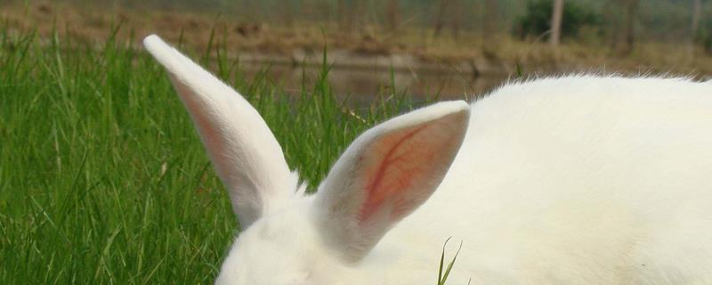 幼兔饲养方法，幼兔期是最难养的阶段
