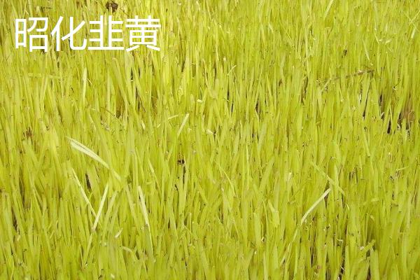 韭黄的产地，南宫市建有大型无公害黄韭基地